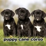 puppy cane corso