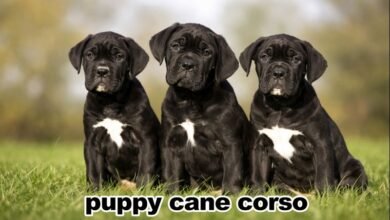 puppy cane corso