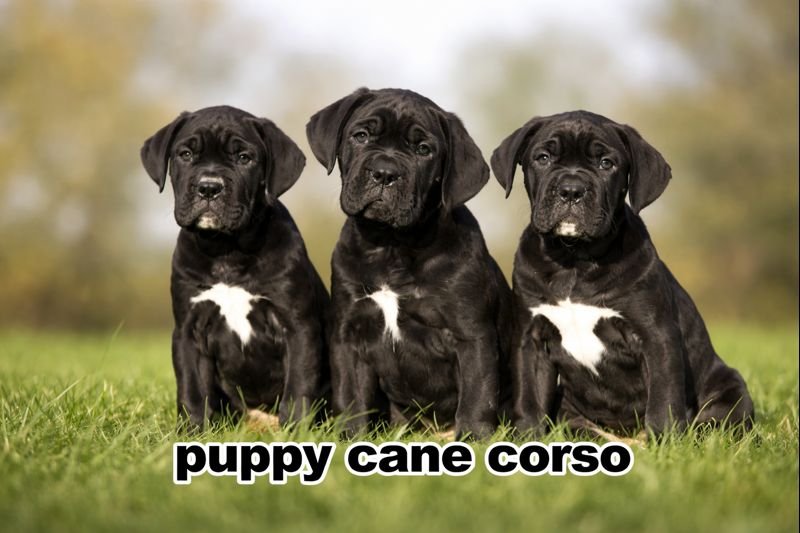 puppy cane corso