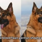 full breed fawn german shepheard