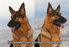 full breed fawn german shepheard