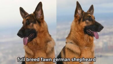 full breed fawn german shepheard