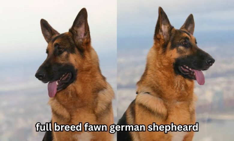 full breed fawn german shepheard