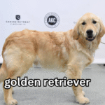 golden retriever