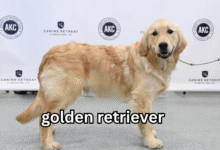 golden retriever