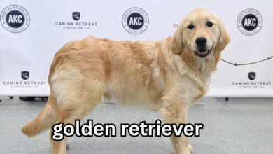 golden retriever