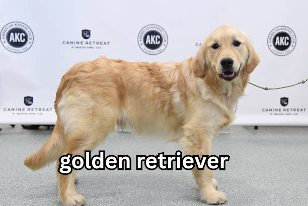 golden retriever